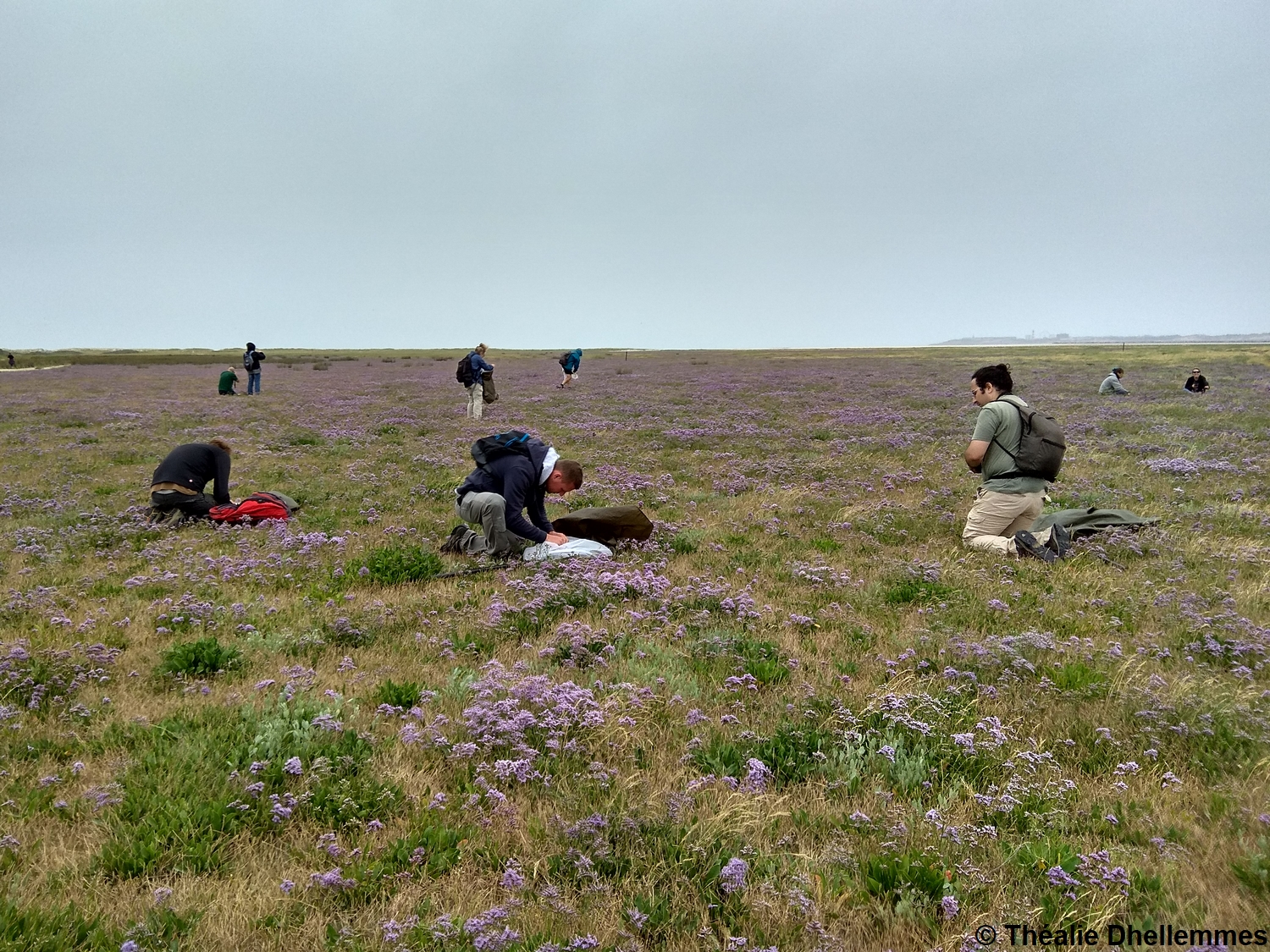 Prospection dans le lilas de mer