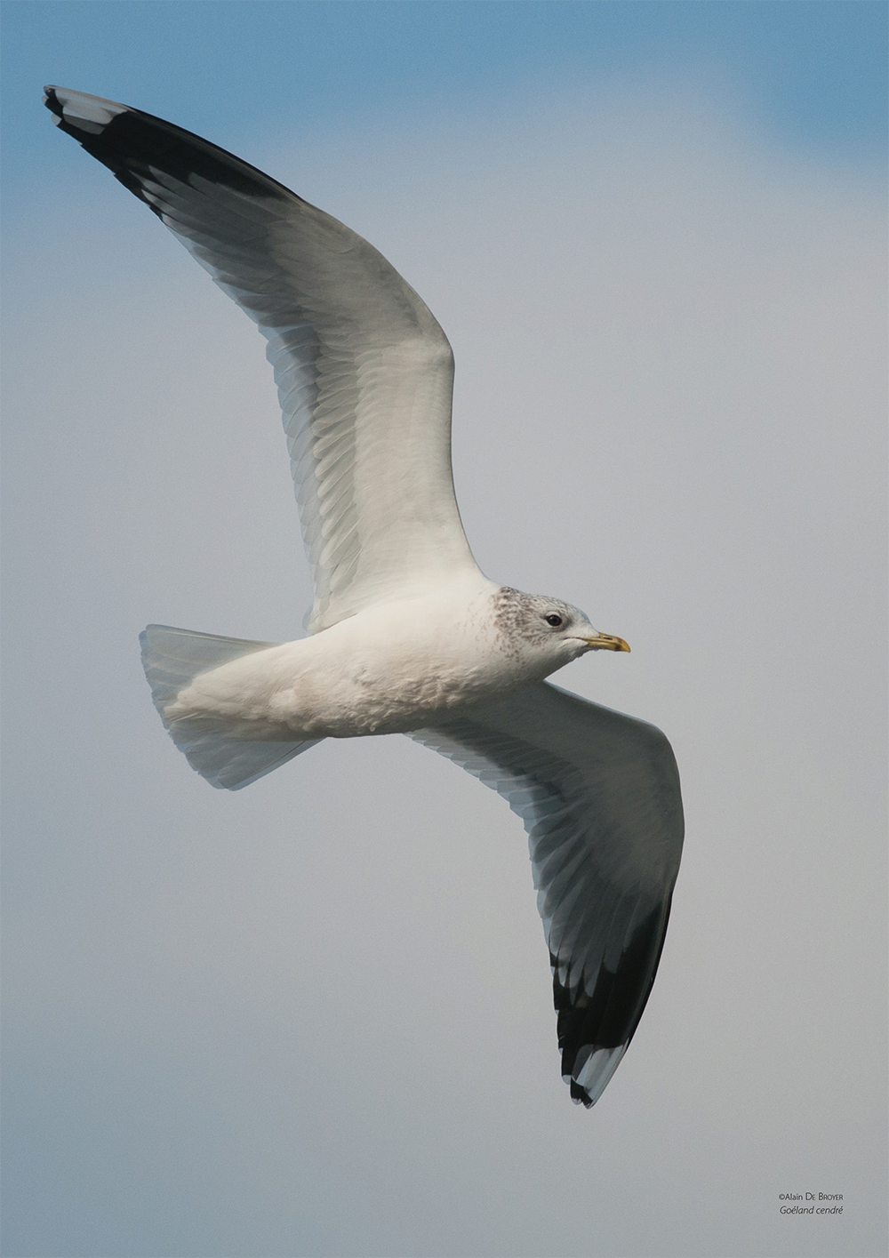 Livre Oiseaux de Picardie